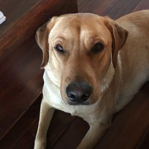 Meet your Posher, Robyn